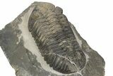 Large, Mutli-Toned Pedinopariops Trilobite - Mrakib, Morocco #243900-5
